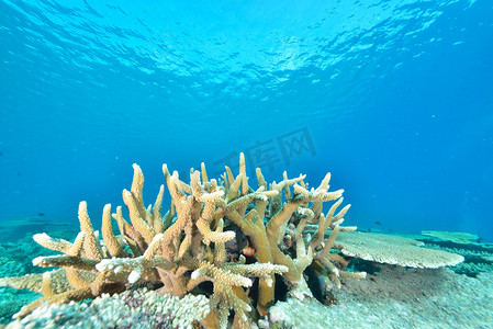 or摄影照片_Sea or ocean underwater with coral reef