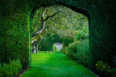 绿色的植物在英国乡村花园拱门