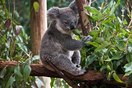 澳大利亚考拉摄影照片_考拉熊