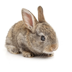 白色兔子摄影照片_大耳朵的兔子