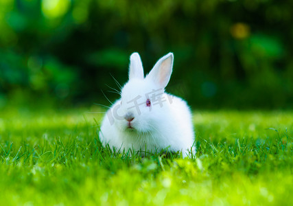 蓬松摄影照片_在草丛中的有趣的婴儿白色兔子