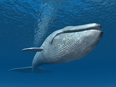 鲸鱼banner摄影照片_蓝鲸