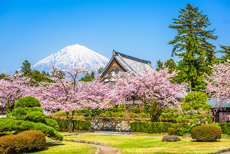 富士摄影照片_花园和富士