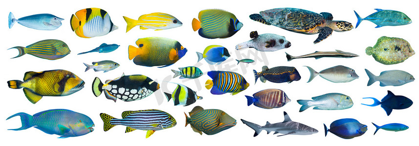 热带鱼类采集