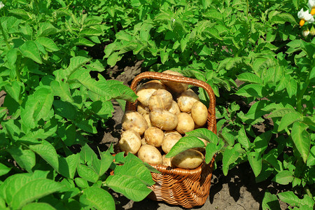 在柳条篮子在马铃薯种植新土豆