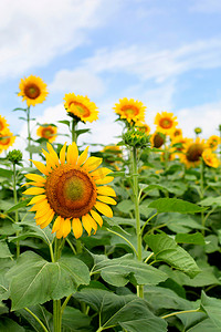 夏天公园花朵摄影照片_晴天白天向日葵向阳绽放摄影图配图