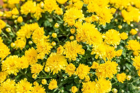 黄色的菊花。自然背景.