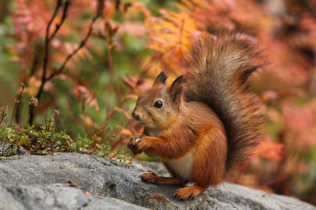 可爱红色摄影照片_可爱的红松鼠在秋天