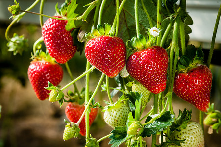 商业化种植的草莓