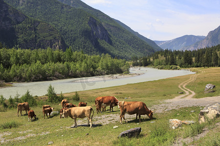 在阿尔泰山的一条河流附近吃草的母牛.