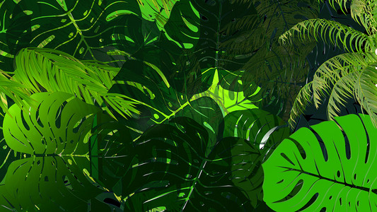jungle摄影照片_Monstera leaves pattern 3d render