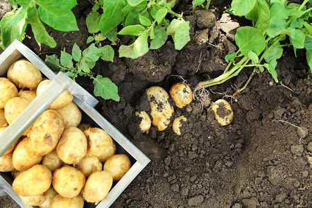 在木箱马铃薯块茎中花园附近的新土豆