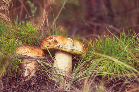 在树林里五颜六色的蘑菇