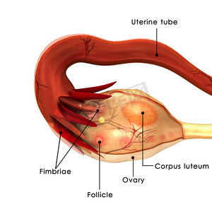 人类卵巢解剖