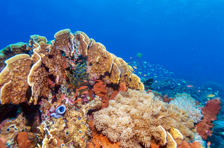 多彩的热带珊瑚礁景观
