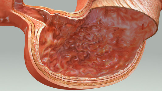 食人动物摄影照片_胃的 3d 图层 