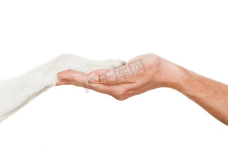 狗和主人握手