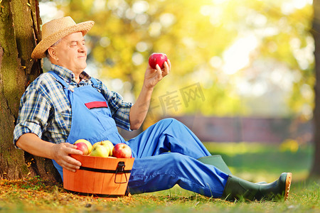 农业工作者用篮子苹果