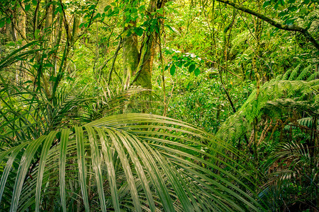 jungle摄影照片_Lush green jungle