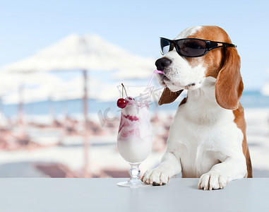 可爱的小狗在太阳镜喝鸡尾酒 