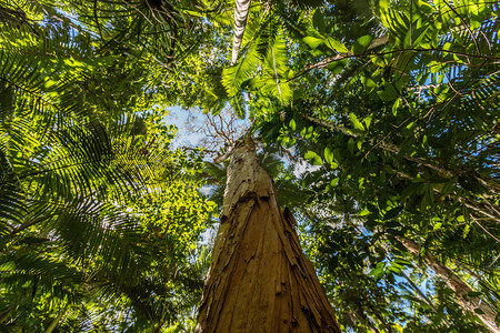 barrier摄影照片_Paper bark tea tree, Cairns Botanic Gardens, Cairns Region, Queensland, Australia