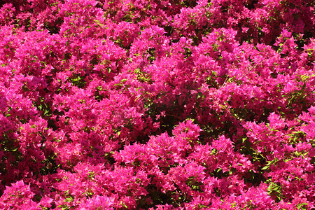 紫色浪漫的树摄影照片_粉红色花朵盛开