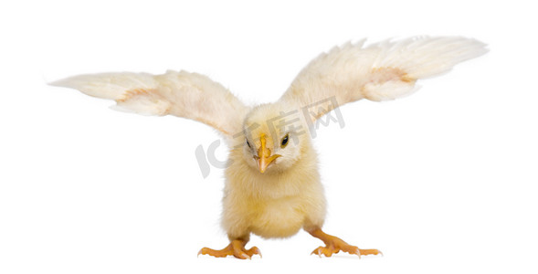 扇动摄影照片_扇动它的翅膀 (8 日龄的鸡)