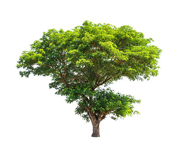 个人目标摄影照片_Rain tree (Albizia saman), tropical tree in the northeast of Tha