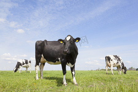 国潮白花摄影照片_在草甸在蓝蓝的天空与荷兰黑白花奶牛