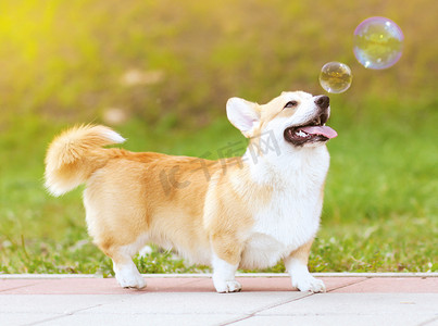 幸摄影照片_幸せな楽しい犬とシャボン玉