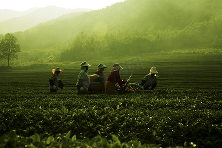 旅游宝摄影照片_在宝城绿茶领域工作的人