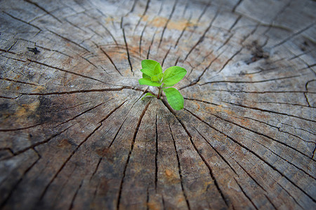 斗争摄影照片_生态学的概念。上升的老木萌芽，象征着新的生命斗争