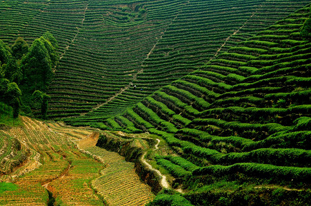 峨眉山，中国： 梯田的花草茶行