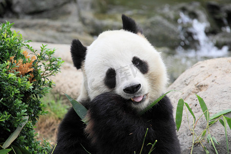香港回归25摄影照片_美丽的熊猫