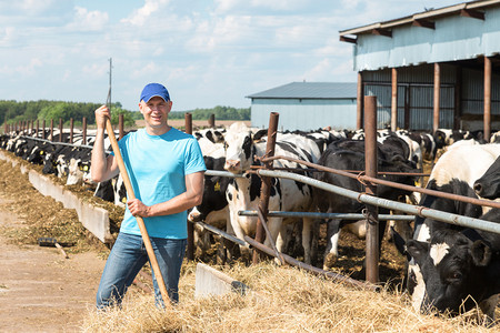 牛郎织女会鹊桥摄影照片_在与奶牛农场工作的农民