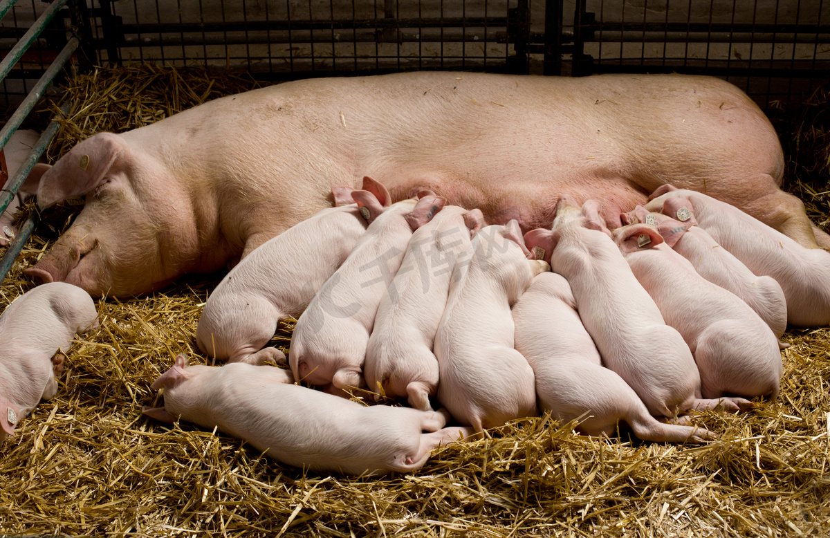 AI养猪 – 数农网 | 数字农业