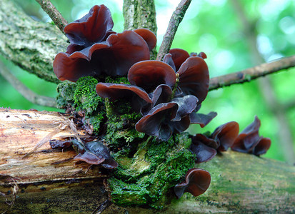 黑木耳黑木耳蘑菇褐色蘑菇灵芝-凌芝蘑菇.灵芝茶-凌芝蘑菇.