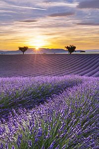 普罗旺斯摄影照片_垂直的薰衣草田地在日落时的全景
