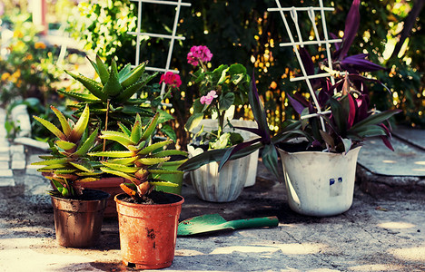 页摄影照片_照顾家庭装饰盆栽的植物