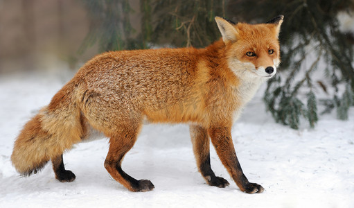 动物雪狐摄影照片_红狐