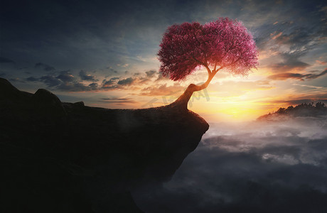 首脑摄影照片_山上的樱桃树