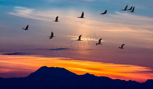 season摄影照片_Migratory Birds Flying at Sunset