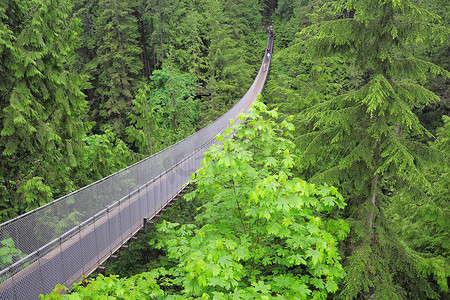 森林吊桥摄影照片_吊桥.
