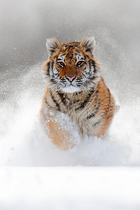 西伯利亚虎在雪林