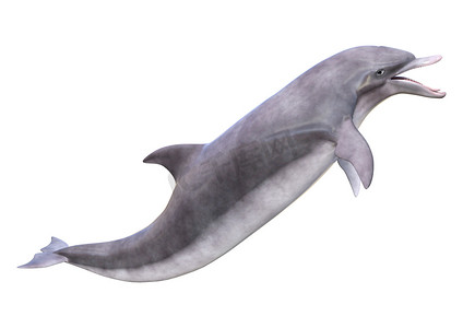 3d动物摄影图片-3d动物摄影作品-千库网