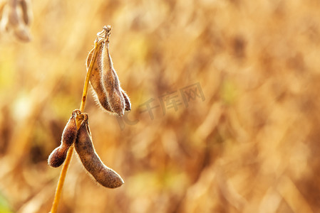 大豆收获摄影照片_成熟的大豆豆荚关闭