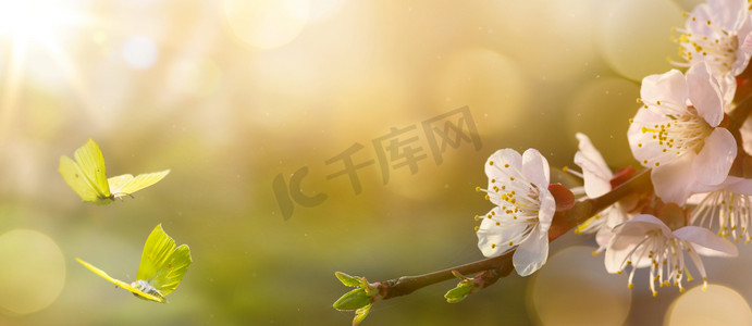 信封的页眉页脚摄影照片_春天的花背景;复活节景观