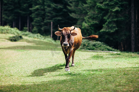 褐色的母牛在草地上