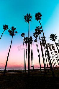 summer水纹摄影照片_California sunset Palm tree rows in Santa Barbara