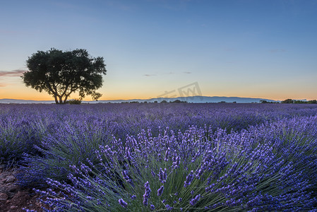 薰衣草花田夏天日落景观附近 Valensole，法国